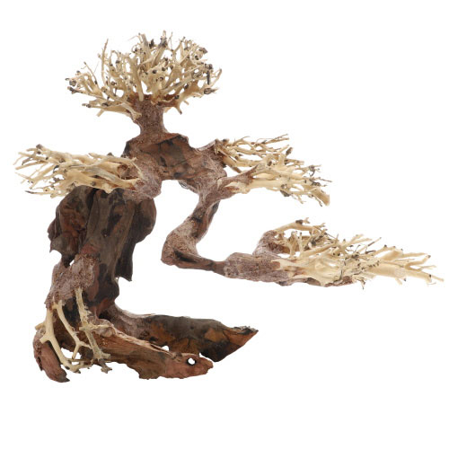 Bonsai M